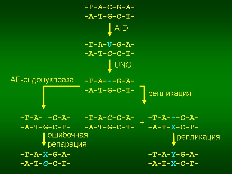 -T-A-C-G-A- -A-T-G-C-T- -T-A-U-G-A- -A-T-G-C-T- -T-A---G-A- -A-T-G-C-T- -T-A-Y-G-A- -A-T-X-C-T- + AID UNG репликация репликация АП-эндонуклеаза